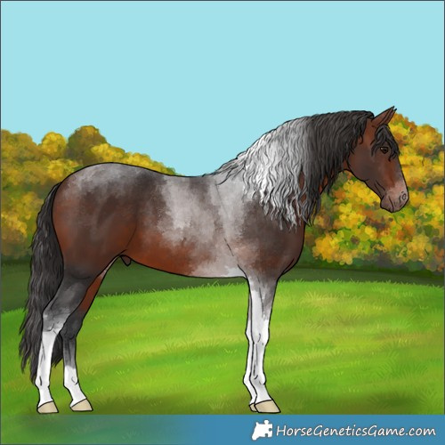 Horse Color:Bay Tobiano 