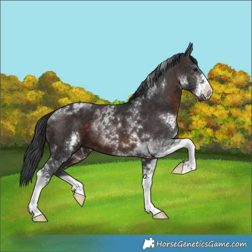 Horse Color:Brown Sabino Tobiano