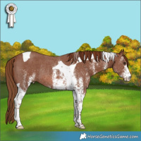 Horse Color:White Spotted Chestnut Tobiano Rabicano