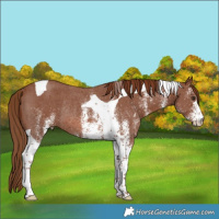 Horse Color:White Spotted Chestnut Tobiano Rabicano 