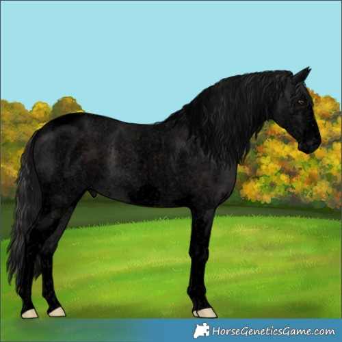 Horse Color:Void Liver Chestnut Tobiano Frame 