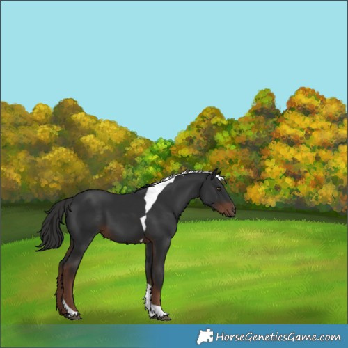 Horse Color:Liver Chestnut Tobiano 