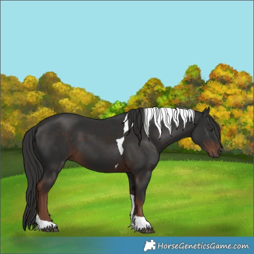 Horse Color:Liver Chestnut Tobiano 