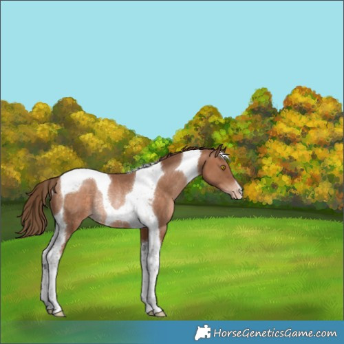 Horse Color:Brown Pearl Tobiano Varnish Rabicano 