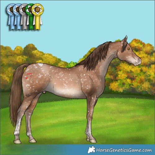 Horse Color:Brown Pearl Tobiano Appaloosa Rabicano 