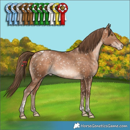 Horse Color:Brown Pearl Tobiano Appaloosa Rabicano