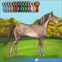 Horse Color:Brown Pearl Tobiano Appaloosa Rabicano 