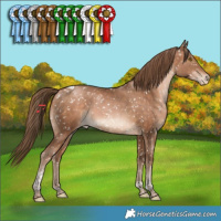 Horse Color:Brown Pearl Tobiano Appaloosa Rabicano 