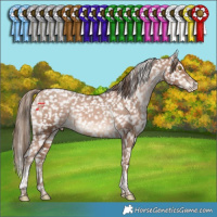 Horse Color:Brown Pearl Tobiano Appaloosa Rabicano 