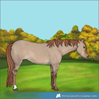 Horse Color:Liver Red Dun 
