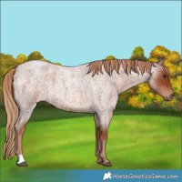 Horse Color:Red Roan