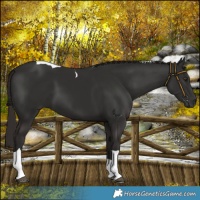 Horse Color:Liver Chestnut Tobiano 