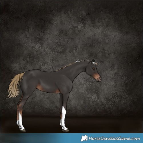 Horse Color:Liver Chestnut Tobiano
