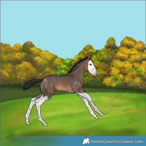 Horse Color:Brown Dun Splash 