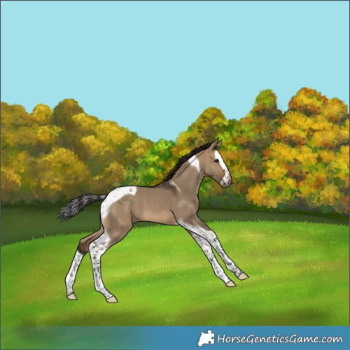 Horse Color:Gray Brown Dun Splash Tobiano 