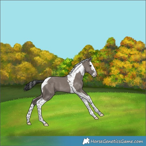 Horse Color:Grullo Splash Tobiano 