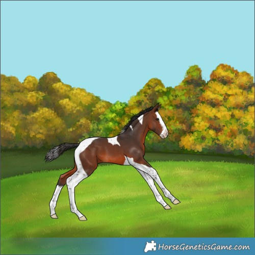 Horse Color:Brown Splash Tobiano 