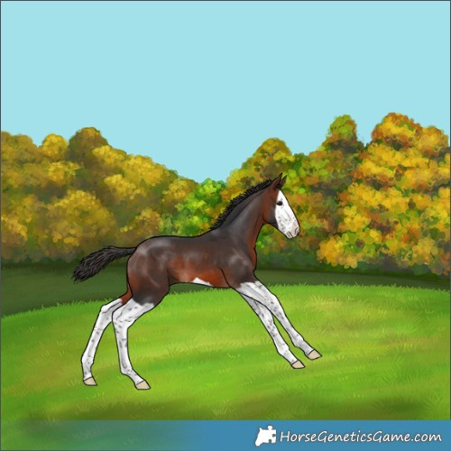 Horse Color:Brown Splash 