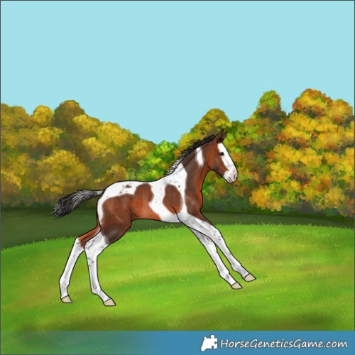 Horse Color:Brown Splash Tobiano Rabicano 
