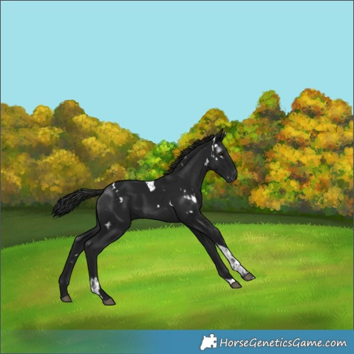 Horse Color:Gray White Spotted Black Tobiano 