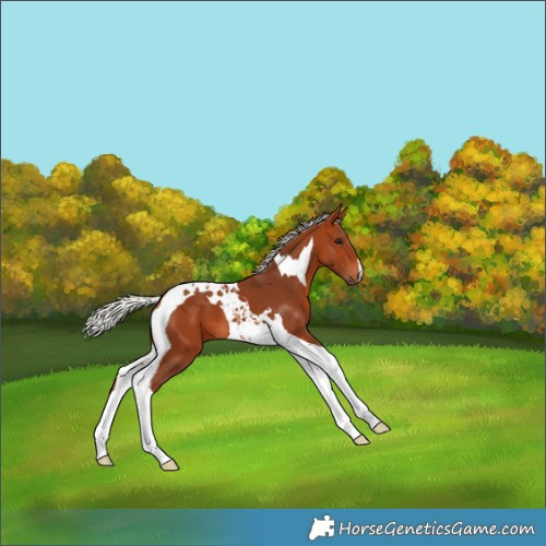 Horse Color:Silver Bay Tobiano 