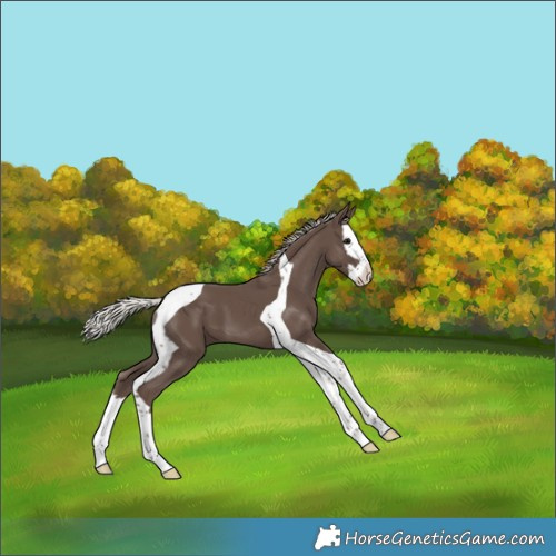 Horse Color:Silver Black Splash Tobiano 