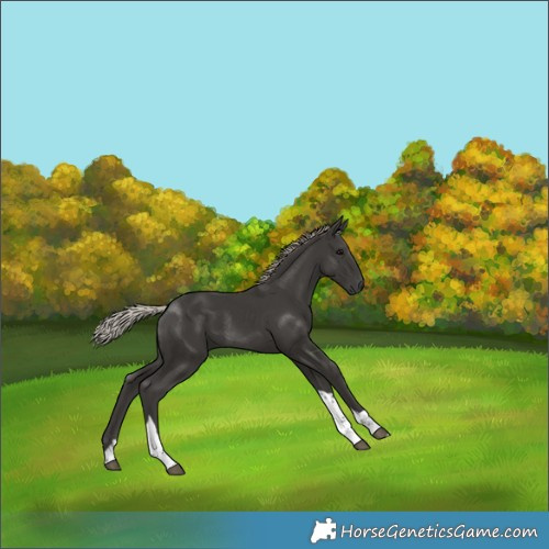Horse Color:Gray Silver Black Tobiano Rabicano 