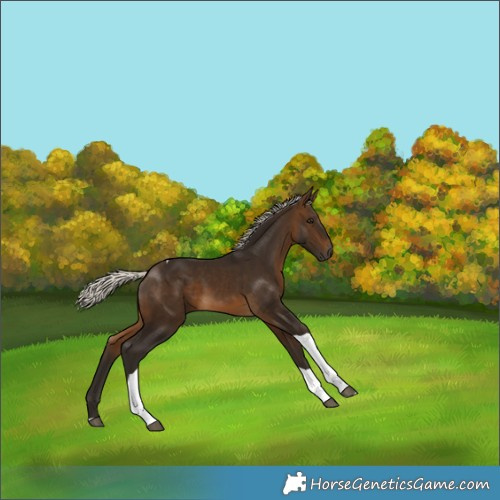Horse Color:Gray Silver Buckskin Tobiano 