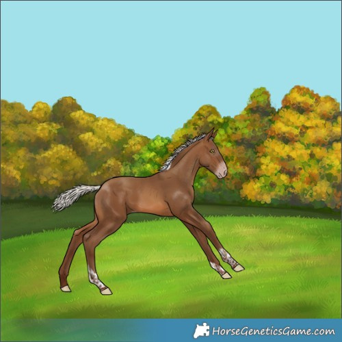 Horse Color:Gray Silver Sable Champagne Tobiano 