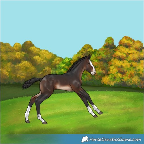 Horse Color:Brown Splash 