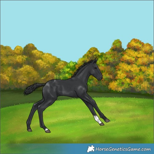 Horse Color:Black Tobiano 