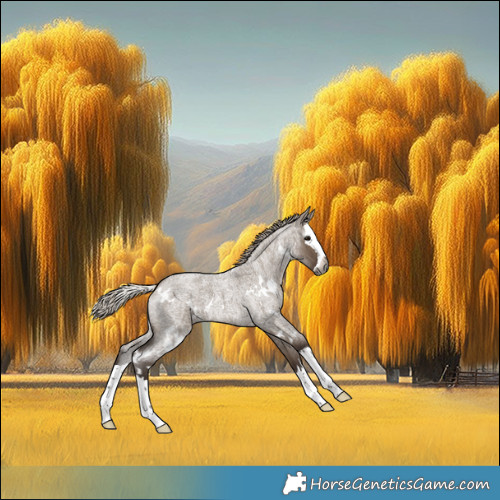 Horse Color:Gray White Spotted Silver Grullo Roan Splash 