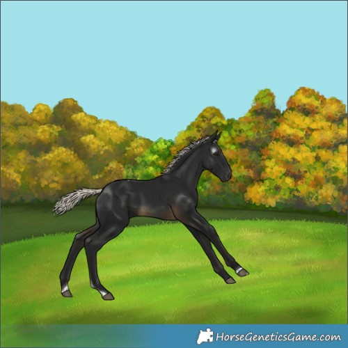 Horse Color:Gray Silver Buckskin Tobiano 