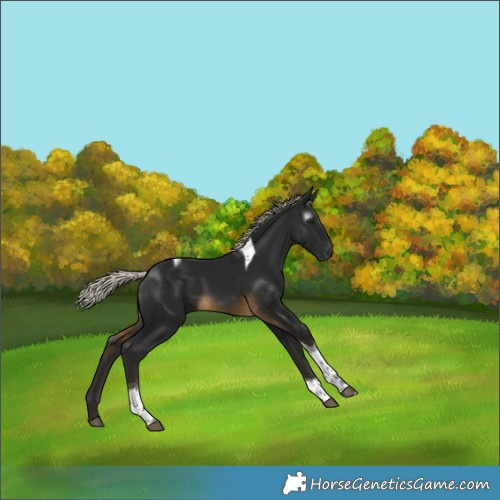 Horse Color:Gray Silver Buckskin Tobiano 
