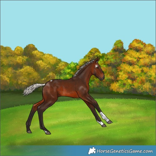 Horse Color:Gray Silver Bay Tobiano 