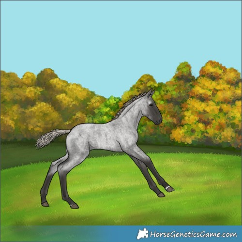 Horse Color:Gray Silver Blue Roan 