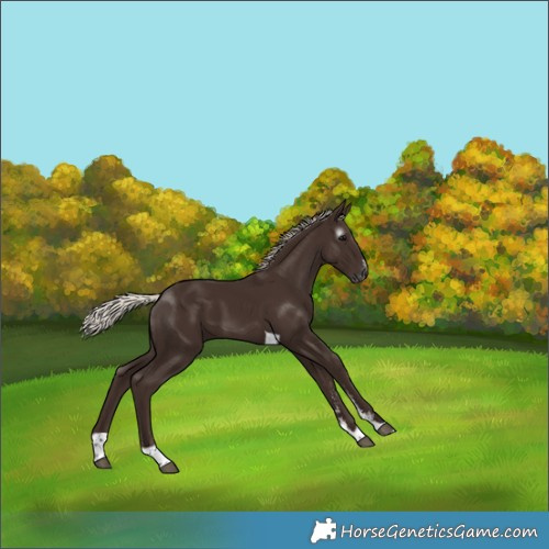 Horse Color:Gray Silver Black Sabino Tobiano 