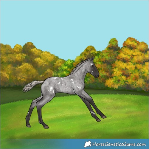 Horse Color:Gray White Spotted Silver Blue Roan 