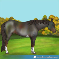 Horse Color:Liver Chestnut Tobiano 