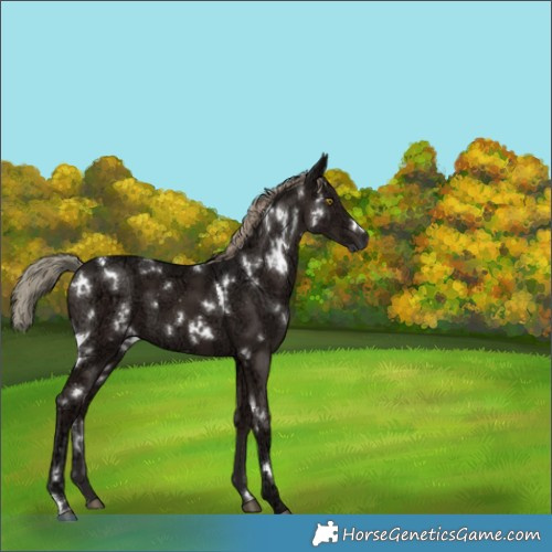 Horse Color:White Spotted Liver Chestnut Ice 