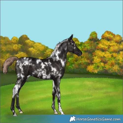 Horse Color:White Spotted Liver Chestnut Ice 