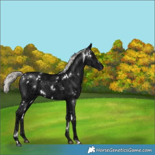 Horse Color:White Spotted Liver Chestnut Ice Mushroom 