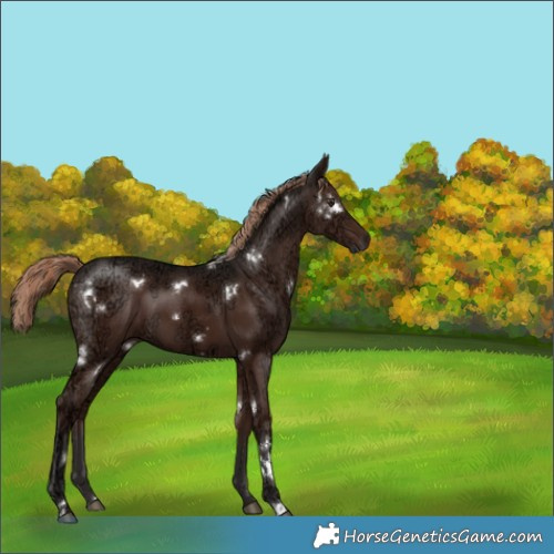 Horse Color:White Spotted Liver Chestnut Ice 