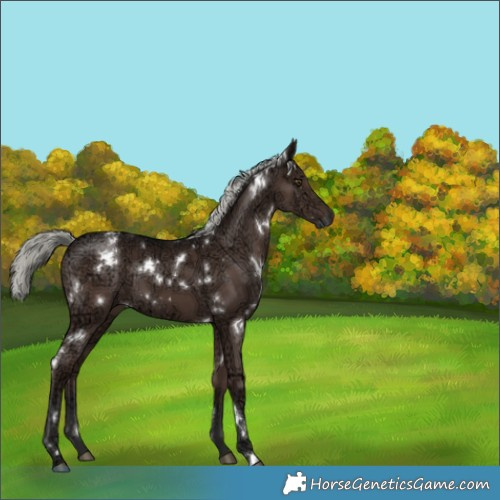 Horse Color:White Spotted Liver Chestnut Ice Mushroom 