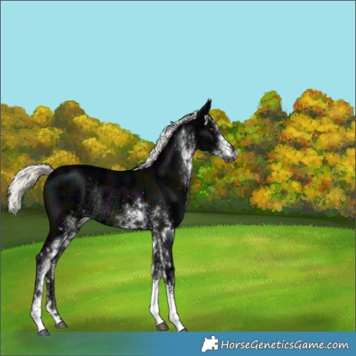 Horse Color:White Spotted Midnight Liver Chestnut Ice Mushroom Rabicano 