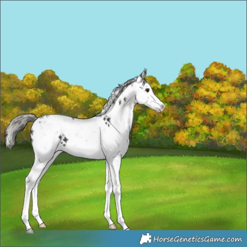 Horse Color:White Spotted Midnight Liver Chestnut Ice Mushroom Sabino 