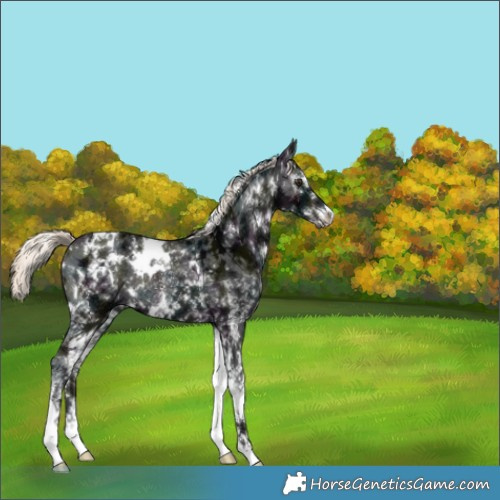 Horse Color:White Spotted Midnight Liver Chestnut Ice Mushroom 