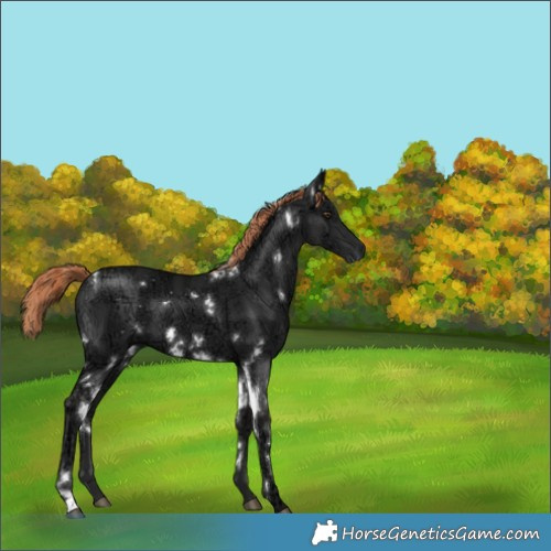 Horse Color:White Spotted Liver Chestnut Ice 