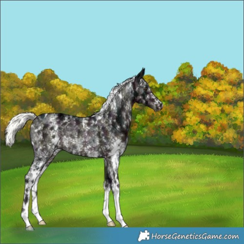 Horse Color:White Spotted Midnight Liver Chestnut Ice Mushroom Sabino Rabicano 