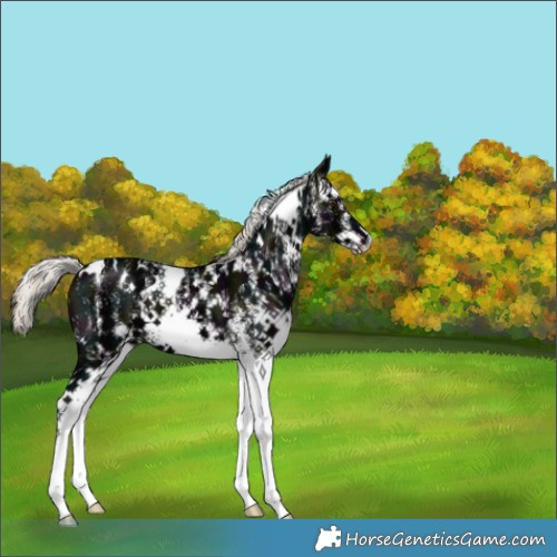 Horse Color:White Spotted Midnight Liver Chestnut Ice Mushroom 